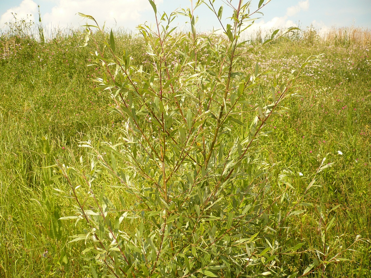 Salix alba (Salicaceae)